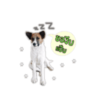 Ha-ma Dog（個別スタンプ：5）