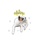 Ha-ma Dog（個別スタンプ：6）