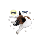 Ha-ma Dog（個別スタンプ：7）