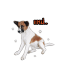 Ha-ma Dog（個別スタンプ：8）