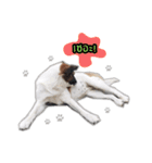 Ha-ma Dog（個別スタンプ：9）