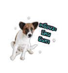 Ha-ma Dog（個別スタンプ：10）