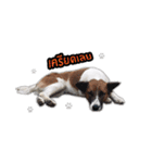 Ha-ma Dog（個別スタンプ：12）
