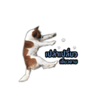 Ha-ma Dog（個別スタンプ：14）