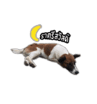 Ha-ma Dog（個別スタンプ：15）