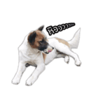 Ha-ma Dog（個別スタンプ：16）