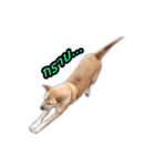 Ha-ma Dog（個別スタンプ：17）