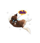 Ha-ma Dog（個別スタンプ：18）
