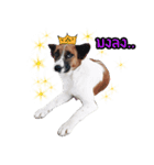 Ha-ma Dog（個別スタンプ：19）