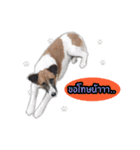 Ha-ma Dog（個別スタンプ：20）