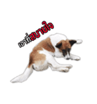 Ha-ma Dog（個別スタンプ：22）