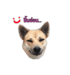 Ha-ma Dog（個別スタンプ：23）