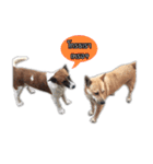Ha-ma Dog（個別スタンプ：25）