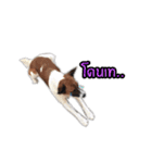 Ha-ma Dog（個別スタンプ：26）