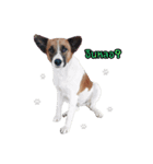 Ha-ma Dog（個別スタンプ：27）