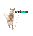 Ha-ma Dog（個別スタンプ：28）
