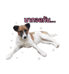Ha-ma Dog（個別スタンプ：29）