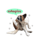 Ha-ma Dog（個別スタンプ：30）