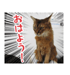 猫カフェロンロン広島店スタンプ（個別スタンプ：1）