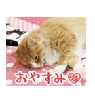 猫カフェロンロン広島店スタンプ（個別スタンプ：4）