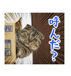 猫カフェロンロン広島店スタンプ（個別スタンプ：5）