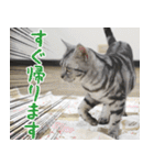猫カフェロンロン広島店スタンプ（個別スタンプ：6）