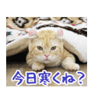 猫カフェロンロン広島店スタンプ（個別スタンプ：7）