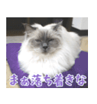 猫カフェロンロン広島店スタンプ（個別スタンプ：8）