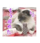 猫カフェロンロン広島店スタンプ（個別スタンプ：9）