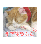 猫カフェロンロン広島店スタンプ（個別スタンプ：10）