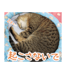 猫カフェロンロン広島店スタンプ（個別スタンプ：11）