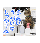 猫カフェロンロン広島店スタンプ（個別スタンプ：12）