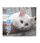 猫カフェロンロン広島店スタンプ（個別スタンプ：13）
