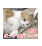 猫カフェロンロン広島店スタンプ（個別スタンプ：14）