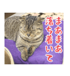 猫カフェロンロン広島店スタンプ（個別スタンプ：15）