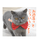 猫カフェロンロン広島店スタンプ（個別スタンプ：16）