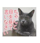 猫カフェロンロン広島店スタンプ（個別スタンプ：17）