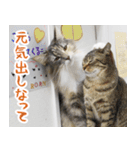 猫カフェロンロン広島店スタンプ（個別スタンプ：18）