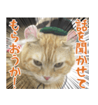 猫カフェロンロン広島店スタンプ（個別スタンプ：19）
