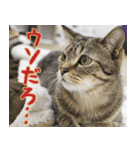 猫カフェロンロン広島店スタンプ（個別スタンプ：20）