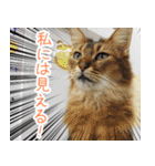 猫カフェロンロン広島店スタンプ（個別スタンプ：21）