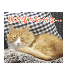 猫カフェロンロン広島店スタンプ（個別スタンプ：22）
