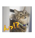 猫カフェロンロン広島店スタンプ（個別スタンプ：23）