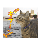 猫カフェロンロン広島店スタンプ（個別スタンプ：24）