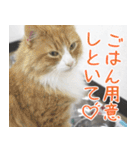 猫カフェロンロン広島店スタンプ（個別スタンプ：25）