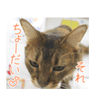 猫カフェロンロン広島店スタンプ（個別スタンプ：26）