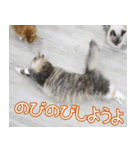 猫カフェロンロン広島店スタンプ（個別スタンプ：27）
