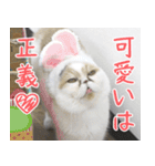 猫カフェロンロン広島店スタンプ（個別スタンプ：28）
