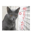 猫カフェロンロン広島店スタンプ（個別スタンプ：29）