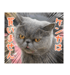 猫カフェロンロン広島店スタンプ（個別スタンプ：30）